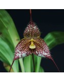 Dracula gorgona