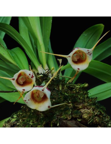 Dracula inaequalis 2