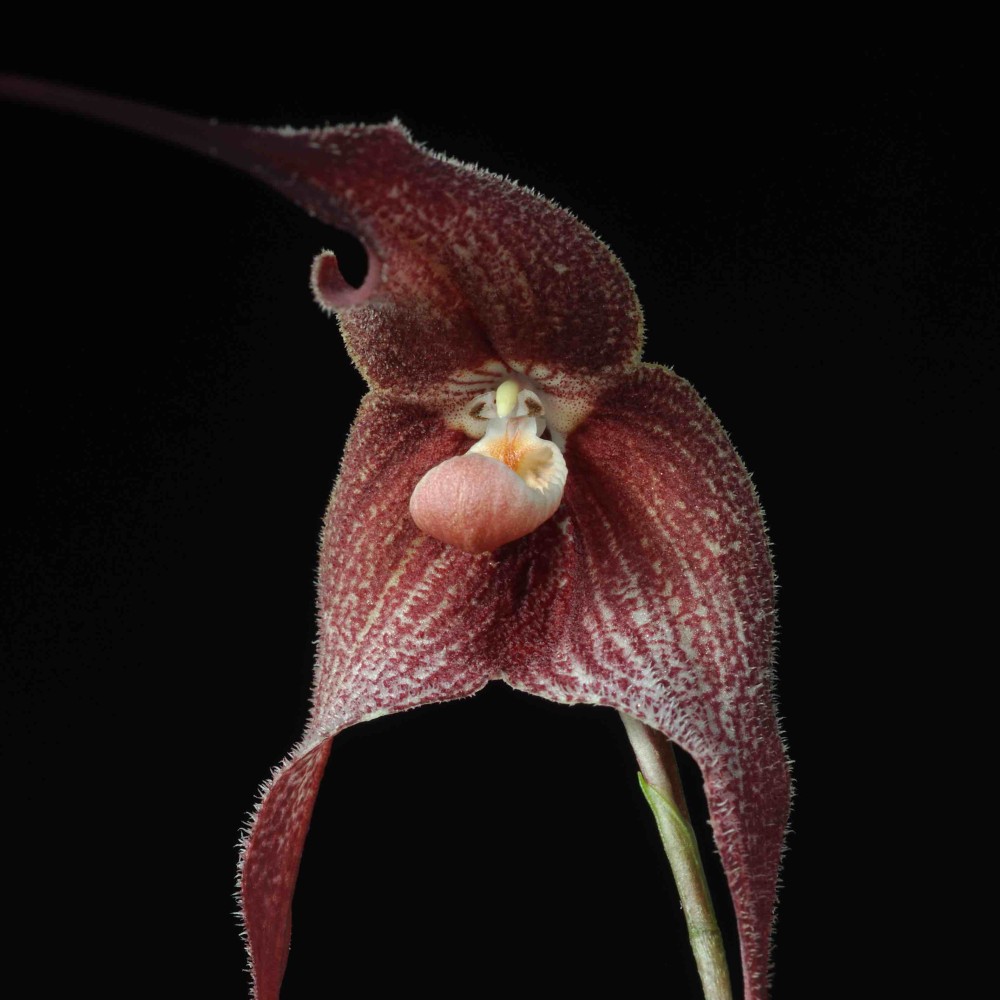 Dracula lehmanniana