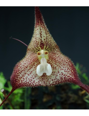 Dracula nycterina