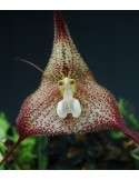 Dracula nycterina