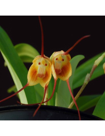 Dracula olmosii