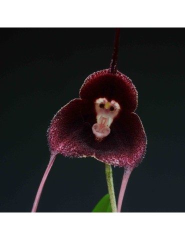 Dracula pholeodytes