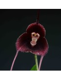 Dracula pholeodytes