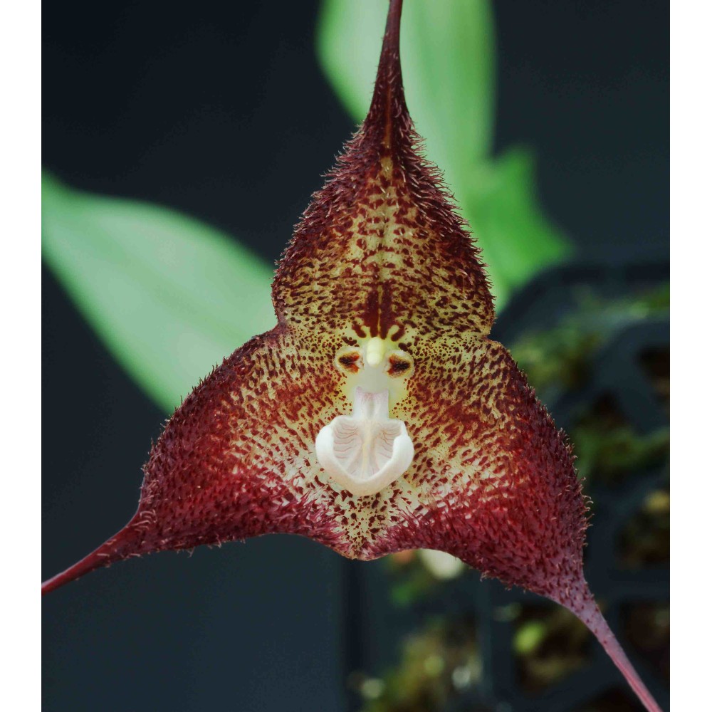 Dracula polyphemus 'Hawk Hill' AM/AOS