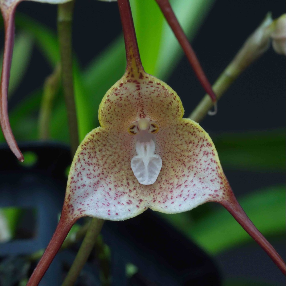 Dracula psittacina Dracula psittacina