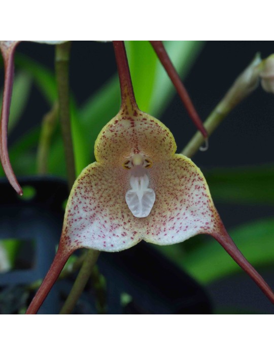 Dracula psittacina Dracula psittacina