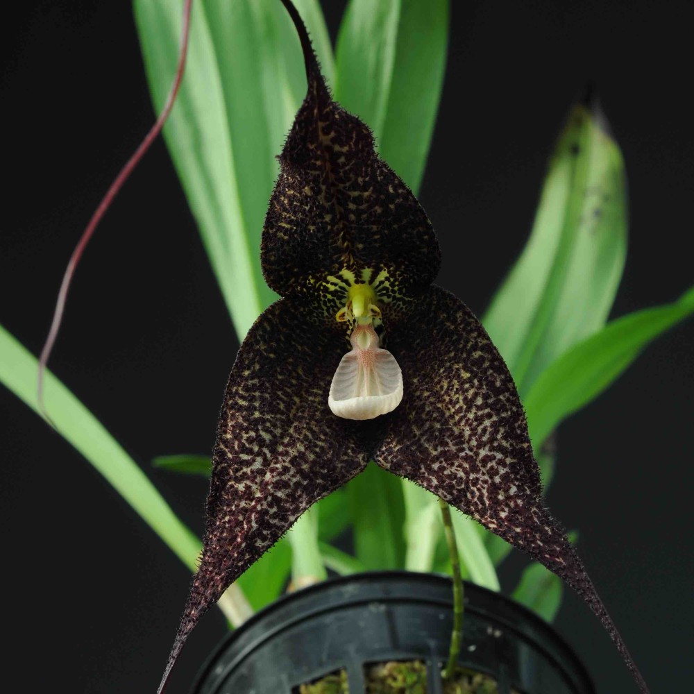 Dracula roezlii 'Black'