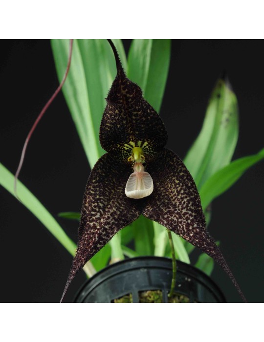Dracula roezlii 'Black'