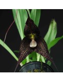 Dracula roezlii 'Black'