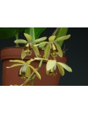 Coelogyne massangeana