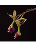 Epidendrum antonense