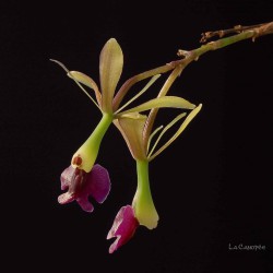 Epidendrum antonense en sphaigne