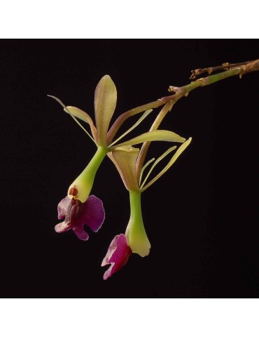 Epidendrum antonense