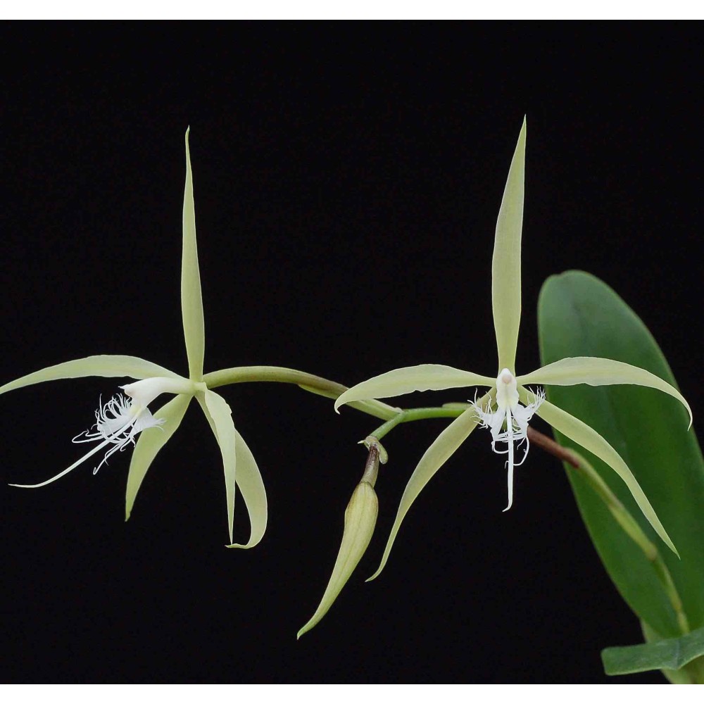 Epidendrum ciliare Epidendrum ciliare