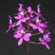 Epidendrum ibaguense
