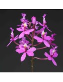 Epidendrum ibaguense