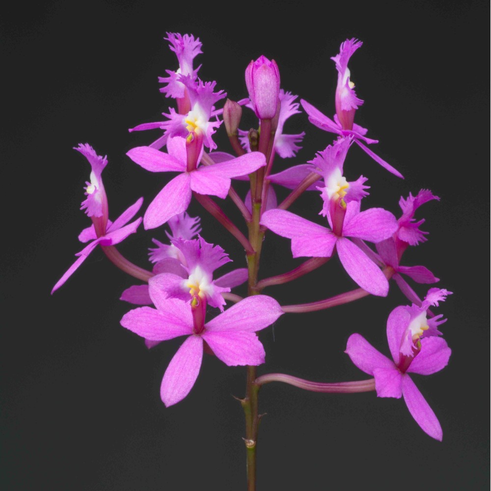 Epidendrum ibaguense