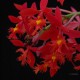 Epidendrum radicans
