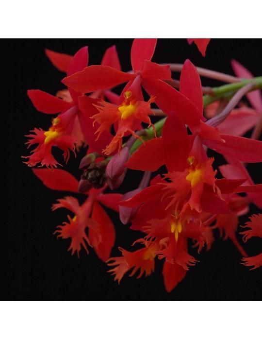 Epidendrum radicans