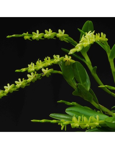 Epidendrum rigidum