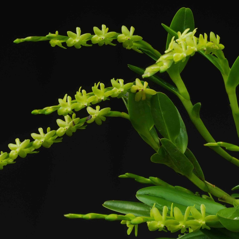 Epidendrum rigidum Epidendrum rigidum