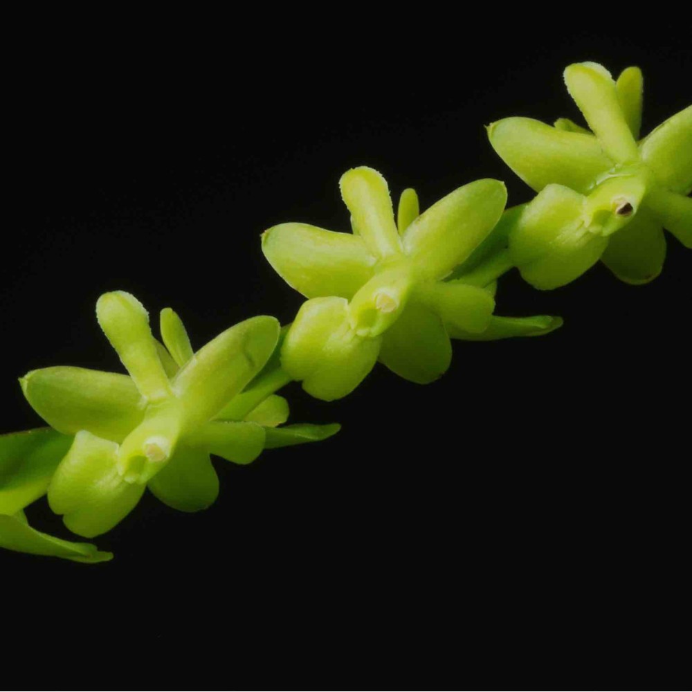 Epidendrum rigidum