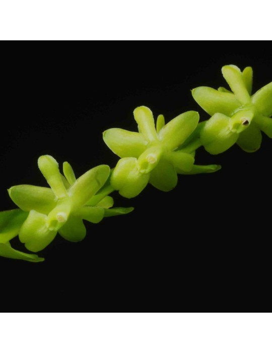 Epidendrum rigidum