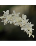 Eria hyacinthoides