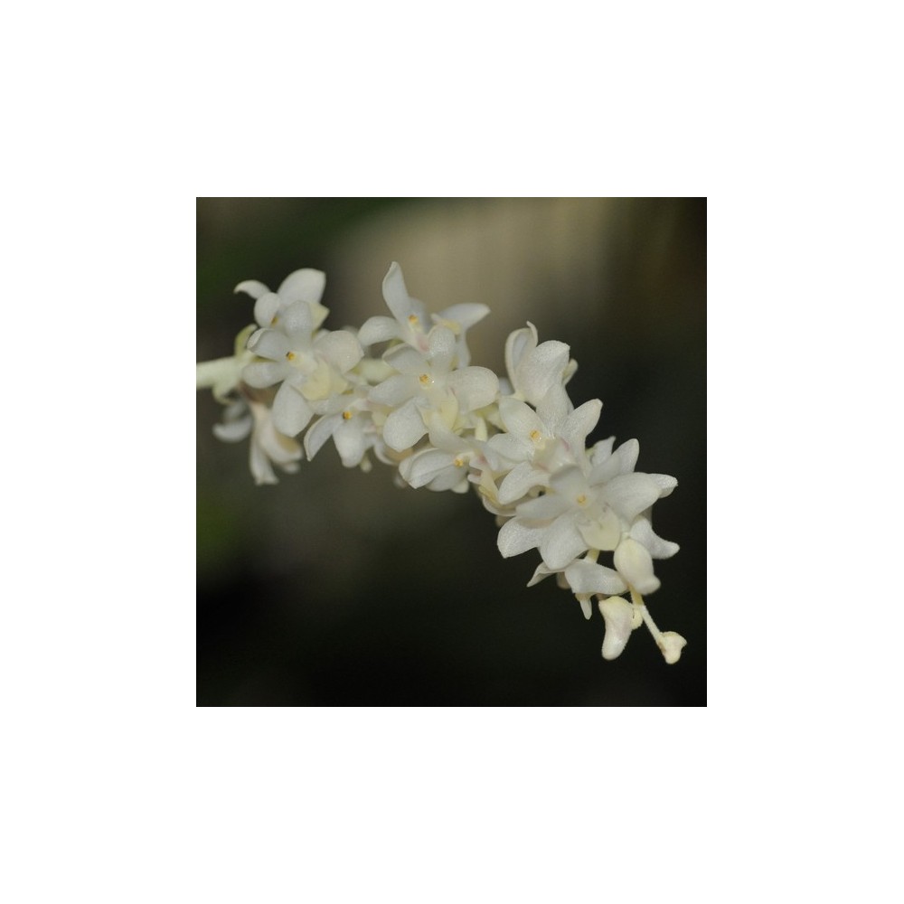 Eria hyacinthoides