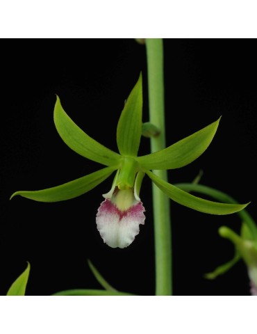 Eulophia euglossa
