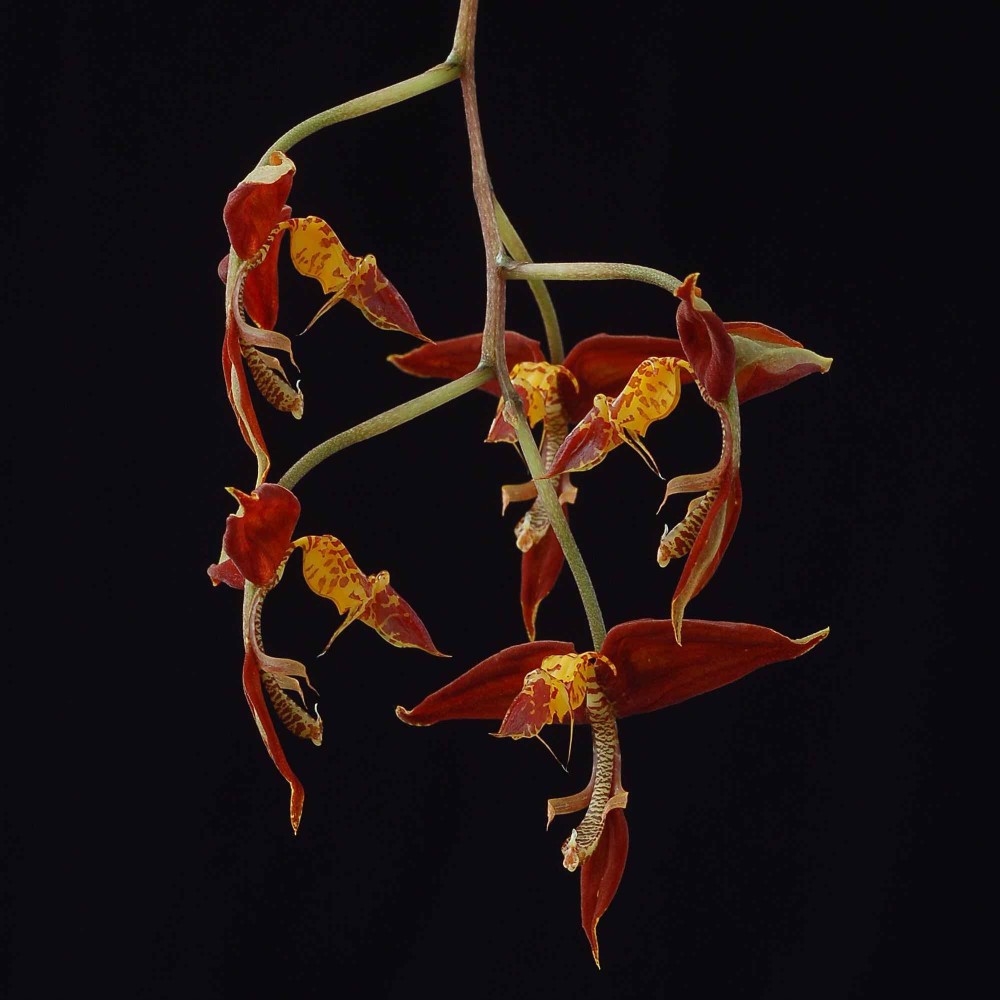 Gongora catilligera