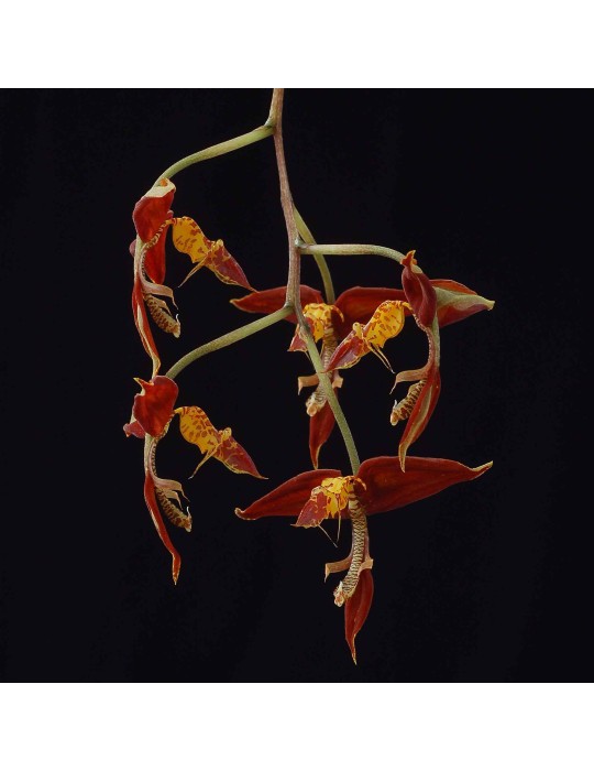Gongora catilligera Gongora catilligera