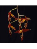 Gongora catilligera