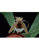 Coelogyne speciosa