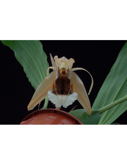 Coelogyne speciosa
