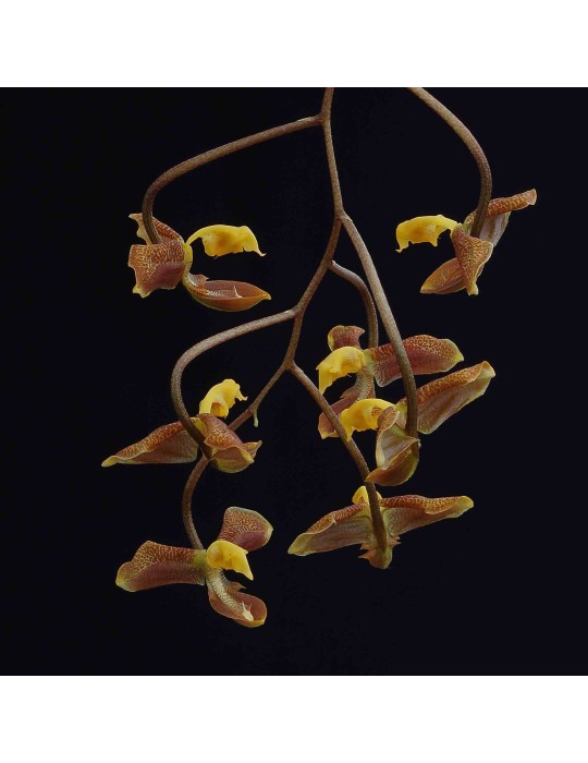 Gongora seideliana Gongora seideliana