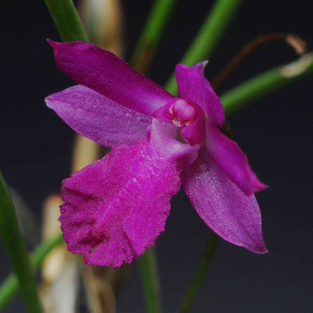 Isabelia pulchella Isabelia pulchella
