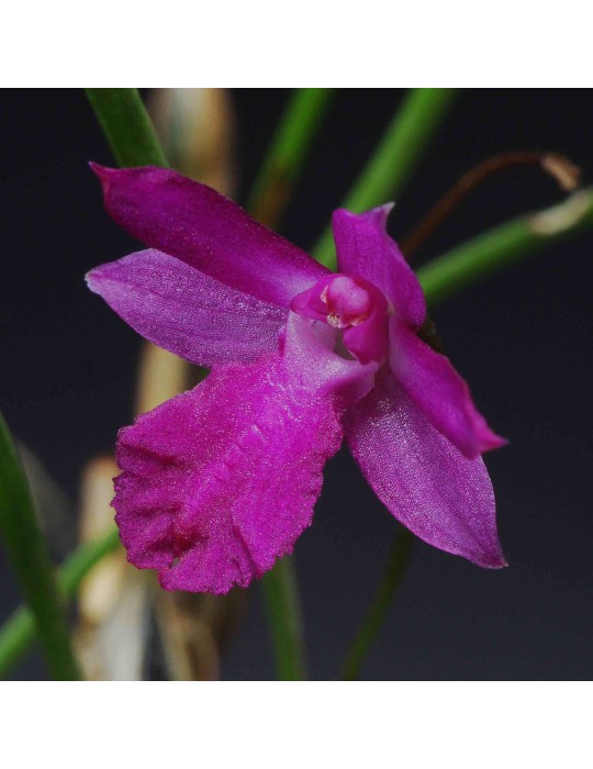 Isabelia pulchella Isabelia pulchella