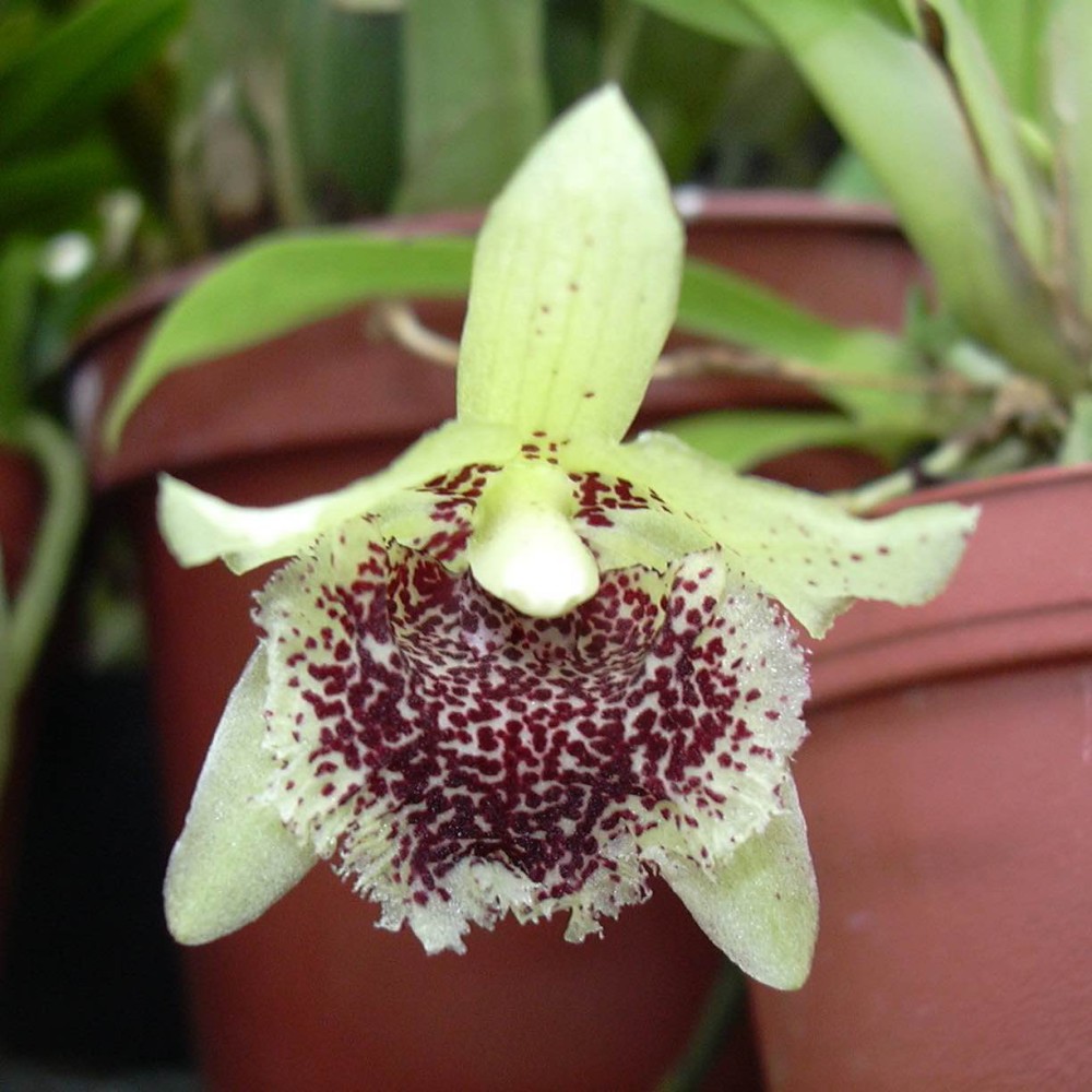 Kefersteinia tolimensis