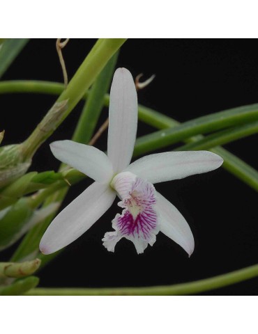 Laelia lundii sur plaque