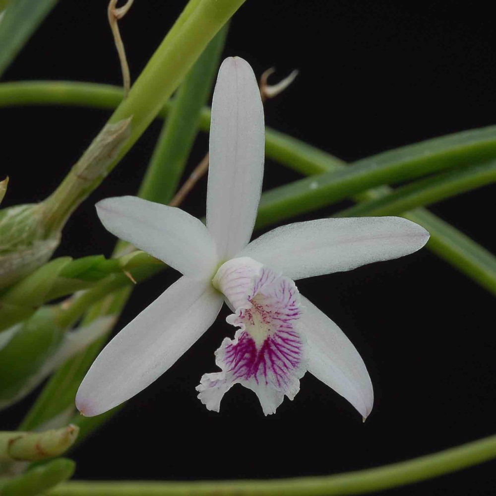 Laelia lundii Laelia lundii