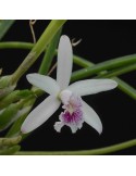 Laelia lundii