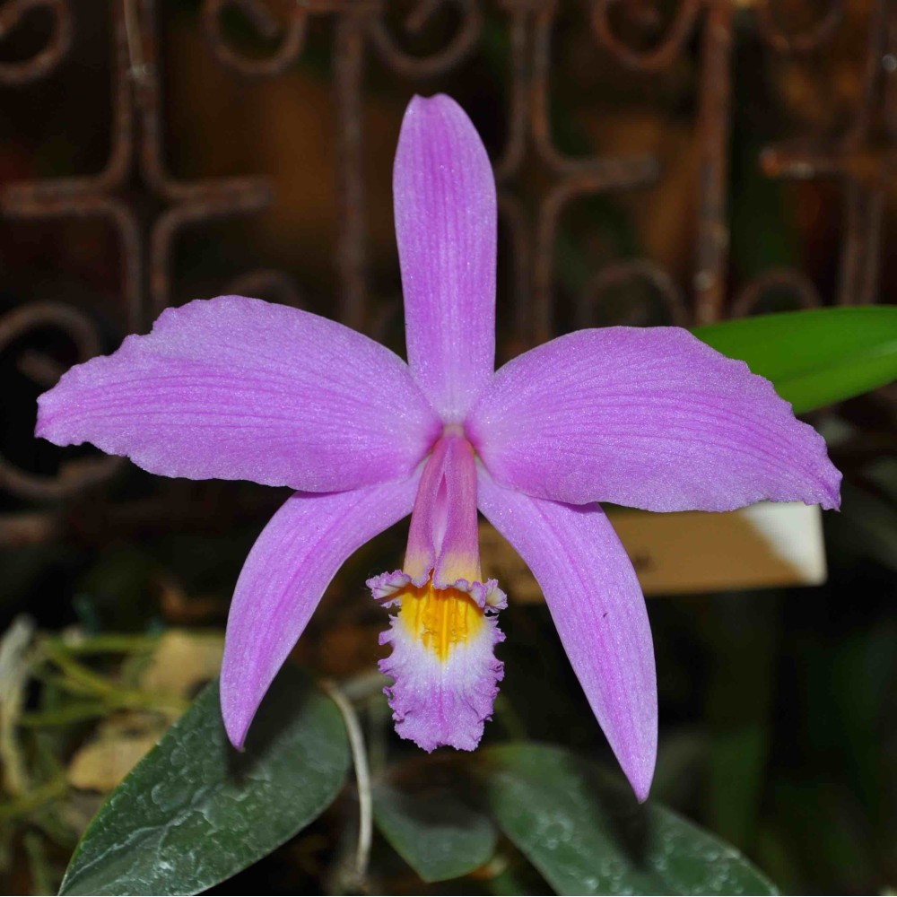 Laelia jongheana
