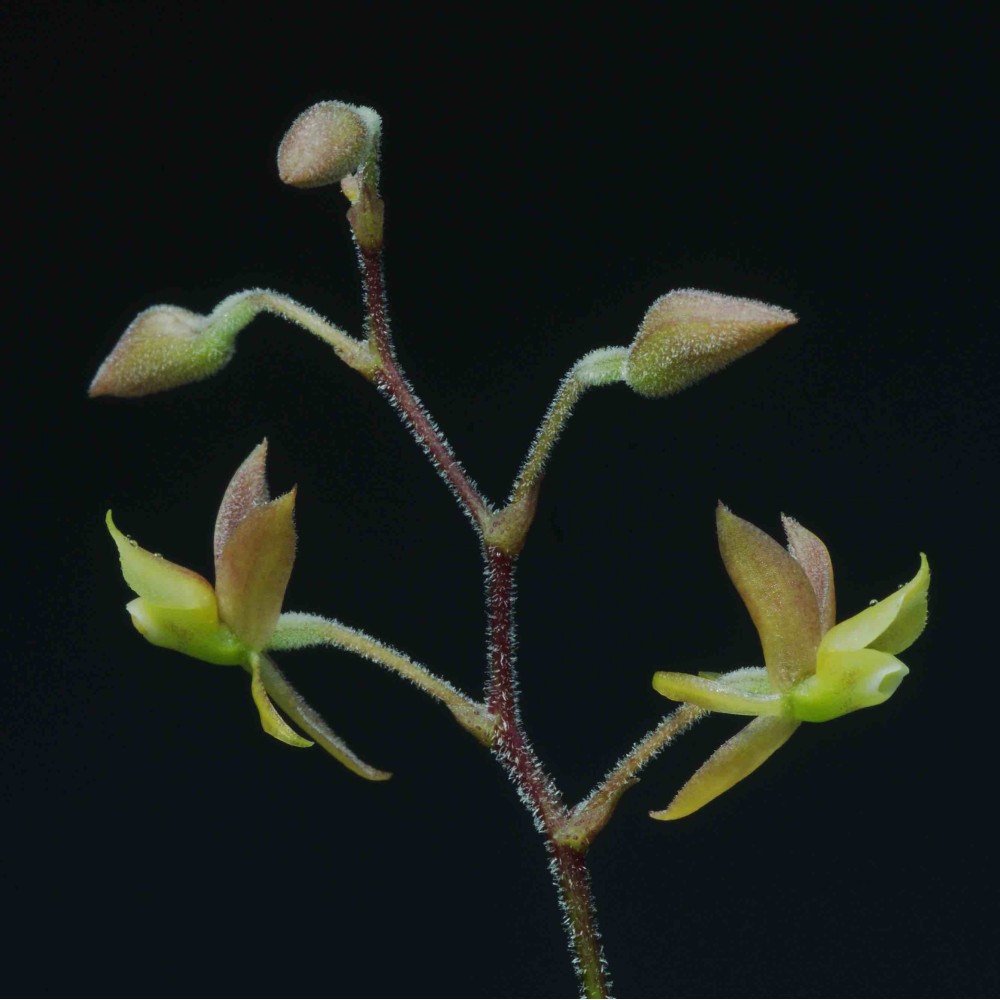 Lanium avicula Lanium avicula