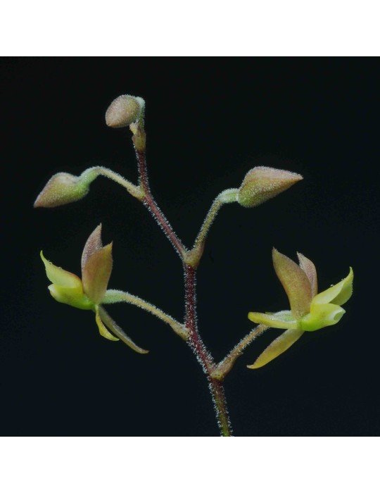 Lanium avicula Lanium avicula