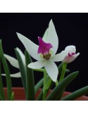 Leptotes bicolor