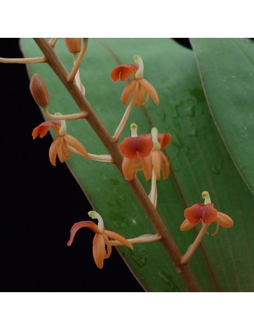 Liparis latifolia