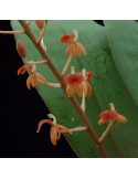 Liparis latifolia