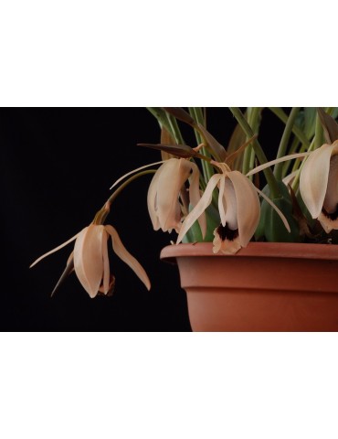 Coelogyne xyrekes 2